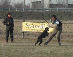 allevamento_cani_boxer_degli_scarronzoni_cuccioli_disponibili_livorno_toscana_italia