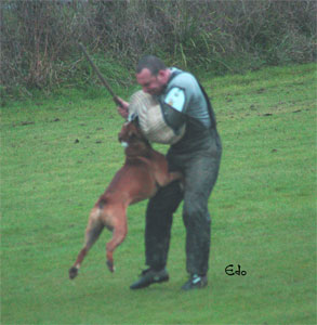 allevamento_cani_boxer_degli_scarronzoni_cuccioli_disponibili_livorno_toscana_italia