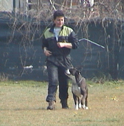 allevamento_cani_boxer_degli_scarronzoni_cuccioli_disponibili_livorno_toscana_italia
