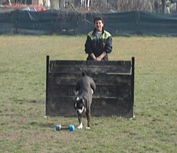 allevamento_cani_boxer_degli_scarronzoni_cuccioli_disponibili_livorno_toscana_italia