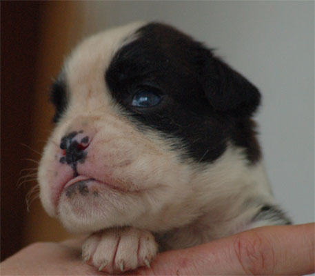 allevamento_cani_boxer_degli_scarronzoni_cuccioli_livorno_toscana_italia