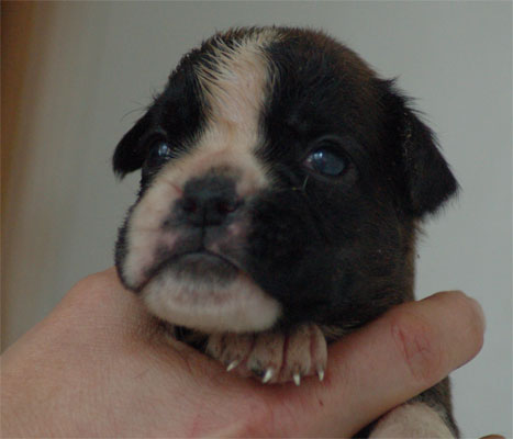 allevamento_cani_boxer_degli_scarronzoni_cuccioli_livorno_toscana_italia