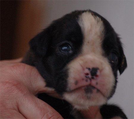 allevamento_cani_boxer_degli_scarronzoni_cuccioli_livorno_toscana_italia