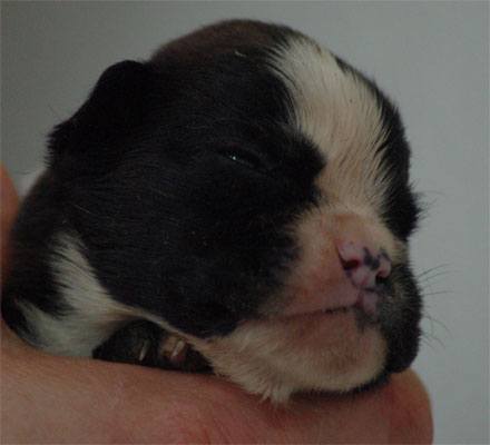 allevamento_cani_boxer_degli_scarronzoni_cuccioli_livorno_toscana_italia