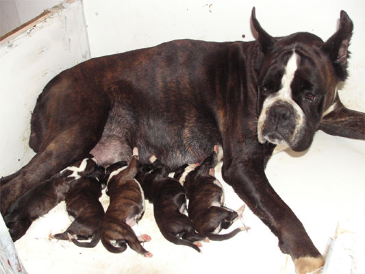allevamento_cani_boxer_degli_scarronzoni_cuccioli_livorno_toscana_italia