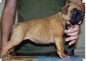 cuccioli_allevamento_cani_boxer_degli_scarronzoni_livorno_toscana_italia