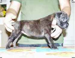 cuccioli_allevamento_cani_boxer_degli_scarronzoni_livorno_toscana_italia