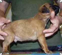         cuccioli_allevamento_cani_boxer_degli_scarronzoni_livorno_toscana_italia