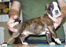 cuccioli_allevamento_cani_boxer_degli_scarronzoni_livorno_toscana_italia