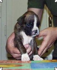 cuccioli_allevamento_cani_boxer_degli_scarronzoni_livorno_toscana_italia