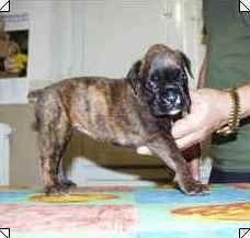 cuccioli_allevamento_cani_boxer_degli_scarronzoni_livorno_toscana_italia