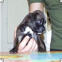 cuccioli_allevamento_cani_boxer_degli_scarronzoni_livorno_toscana_italia