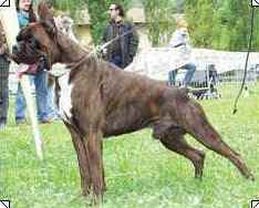cuccioli_allevamento_cani_boxer_degli_scarronzoni_livorno_toscana_italia