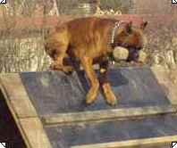 cuccioli_allevamento_cani_boxer_degli_scarronzoni_livorno_toscana_italia