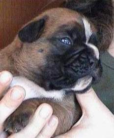 cuccioli_allevamento_cani_boxer_degli_scarronzoni_livorno_toscana_italia