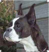 cuccioli_allevamento_cani_boxer_degli_scarronzoni_livorno_toscana_italia