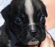 cuccioli_allevamento_cani_boxer_degli_scarronzoni_livorno_toscana_italia