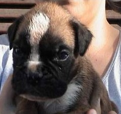 cuccioli_allevamento_cani_boxer_degli_scarronzoni_livorno_toscana_italia