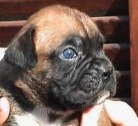 cuccioli_allevamento_cani_boxer_degli_scarronzoni_livorno_toscana_italia