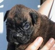 cuccioli_allevamento_cani_boxer_degli_scarronzoni_livorno_toscana_italia