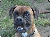 cuccioli_allevamento_cani_boxer_degli_scarronzoni_livorno_toscana_italia