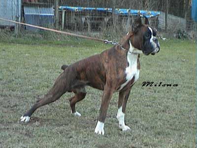 cuccioli_allevamento_cani_boxer_degli_scarronzoni_livorno_toscana_italia