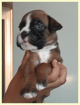 cuccioli_allevamento_cani_boxer_degli_scarronzoni_livorno_toscana_italia