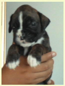 cuccioli_allevamento_cani_boxer_degli_scarronzoni_livorno_toscana_italia