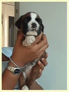 cuccioli_allevamento_cani_boxer_degli_scarronzoni_livorno_toscana_italia