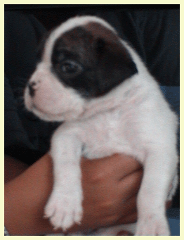 cuccioli_allevamento_cani_boxer_degli_scarronzoni_livorno_toscana_italia