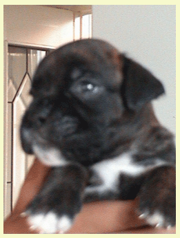 cuccioli_allevamento_cani_boxer_degli_scarronzoni_livorno_toscana_italia