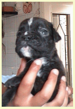 cuccioli_allevamento_cani_boxer_degli_scarronzoni_livorno_toscana_italia
