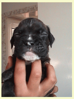 cuccioli_allevamento_cani_boxer_degli_scarronzoni_livorno_toscana_italia