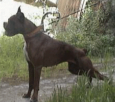 cuccioli_allevamento_cani_boxer_degli_scarronzoni_livorno_toscana_italia