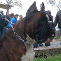 cuccioli_allevamento_cani_boxer_degli_scarronzoni_livorno_toscana_italia