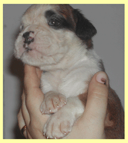 cuccioli_allevamento_cani_boxer_degli_scarronzoni_livorno_toscana_italia