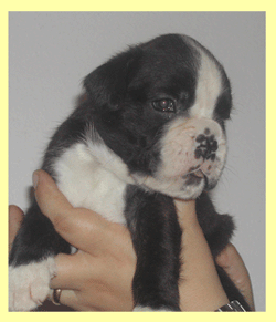 cuccioli_allevamento_cani_boxer_degli_scarronzoni_livorno_toscana_italia