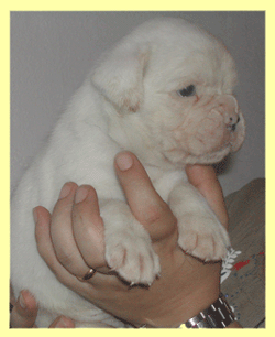 cuccioli_allevamento_cani_boxer_degli_scarronzoni_livorno_toscana_italia
