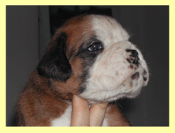 cuccioli_allevamento_cani_boxer_degli_scarronzoni_livorno_toscana_italia