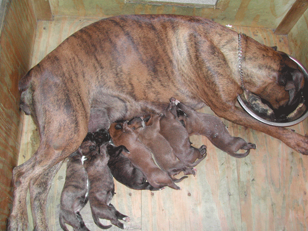 cuccioli_allevamento_cani_boxer_degli_scarronzoni_livorno_toscana_italia