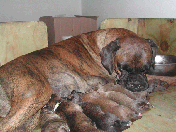 cuccioli_allevamento_cani_boxer_degli_scarronzoni_livorno_toscana_italia