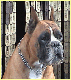 cuccioli_allevamento_cani_boxer_degli_scarronzoni_livorno_toscana_italia
