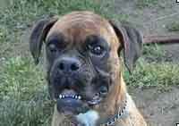 cuccioli_allevamento_cani_boxer_degli_scarronzoni_livorno_toscana_italia