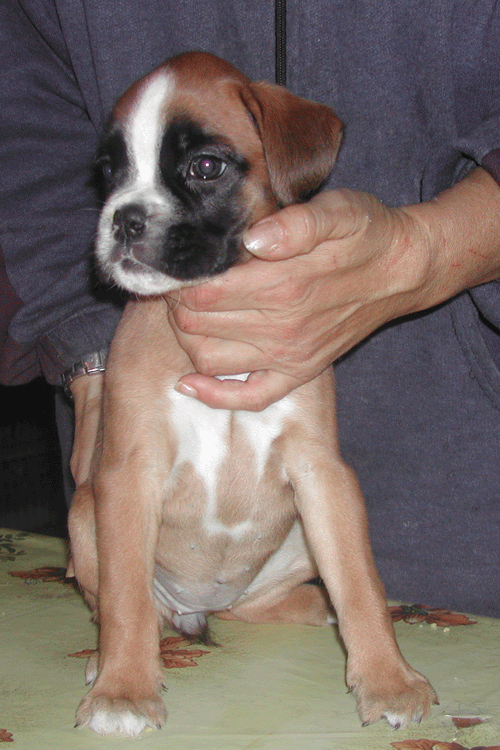 cuccioli_allevamento_cani_boxer_degli_scarronzoni_livorno_toscana_italia