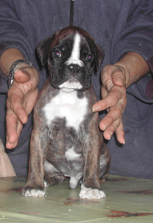 cuccioli_allevamento_cani_boxer_degli_scarronzoni_livorno_toscana_italia
