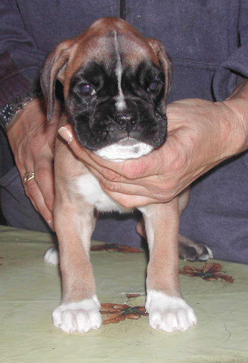cuccioli_allevamento_cani_boxer_degli_scarronzoni_livorno_toscana_italia