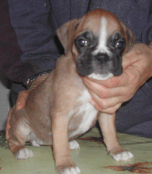 cuccioli_allevamento_cani_boxer_degli_scarronzoni_livorno_toscana_italia