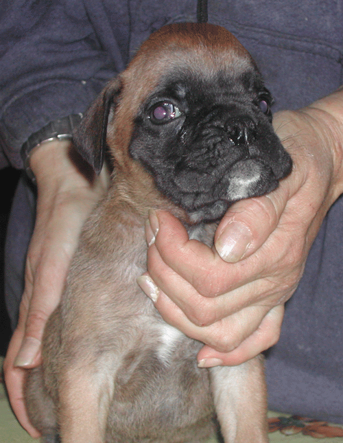 cuccioli_allevamento_cani_boxer_degli_scarronzoni_livorno_toscana_italia