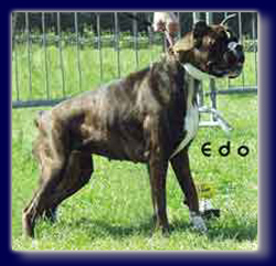 cuccioli_allevamento_cani_boxer_degli_scarronzoni_livorno_toscana_italia