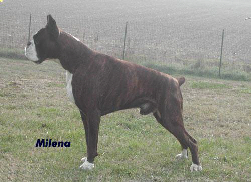 cuccioli_allevamento_cani_boxer_degli_scarronzoni_livorno_toscana_italia